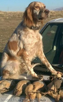 Setter Anglais 27 KENNEL BABY